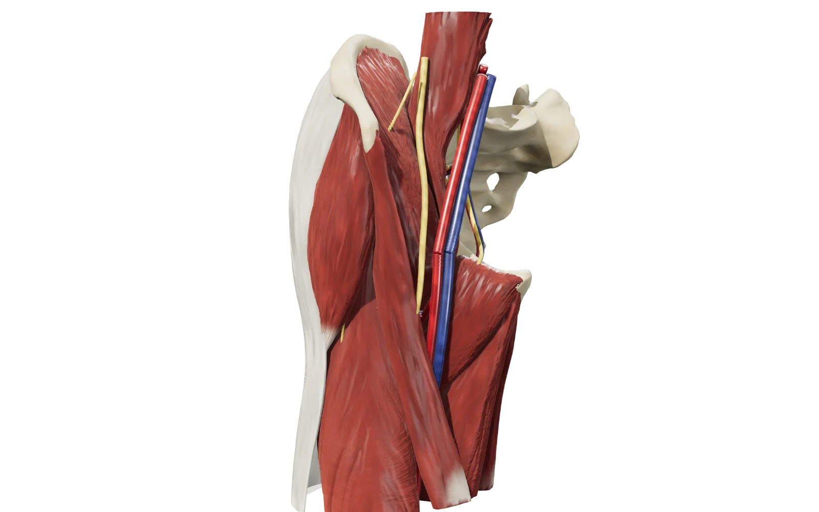 Anteprima del modello 3D dell’anca destra in vista anteriore