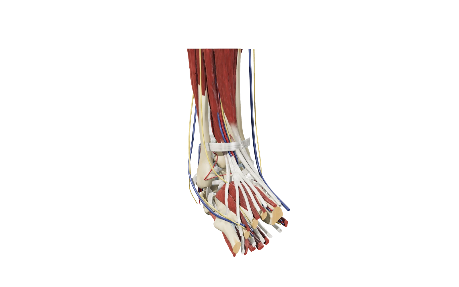 Anteprima del modello 3D della caviglia destra in vista anterolaterale