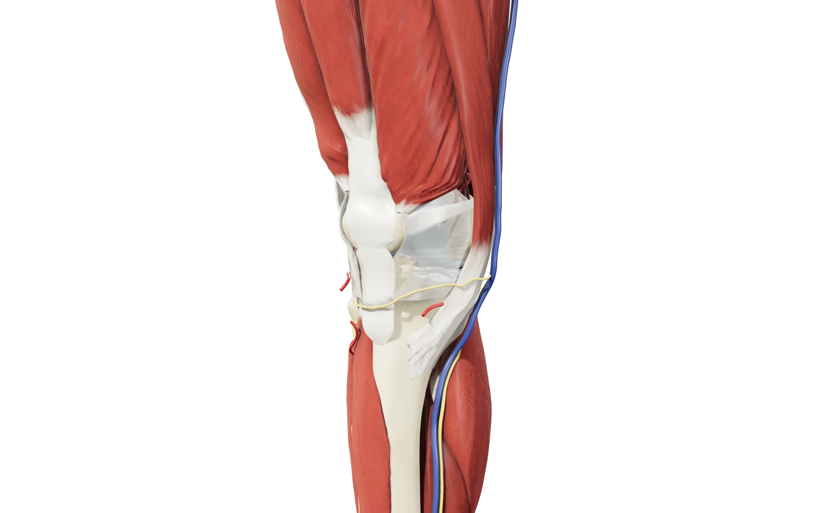 Anteprima del modello 3D del ginocchio destro in vista anteriore