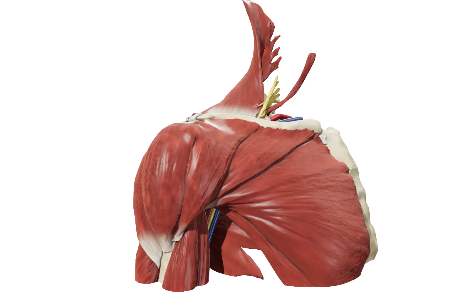 Anteprima del modello 3D della spalla destra in vista anteriore